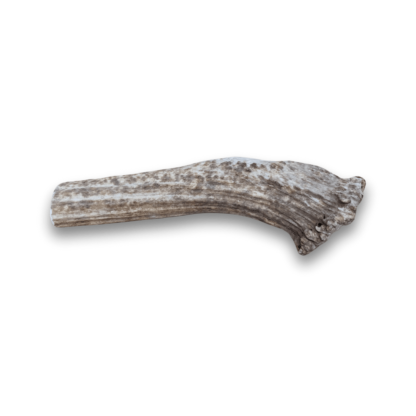Elk Antlers for Dogs | All-Natural Antler Dog Chews