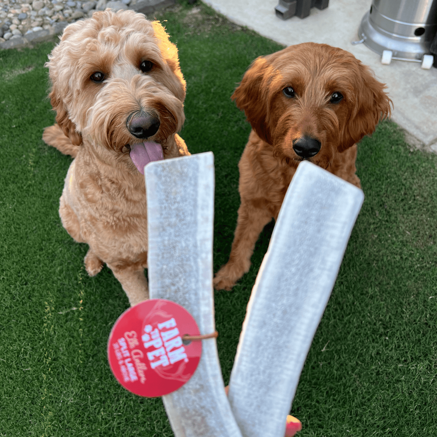 Elk Antlers for Dogs | All-Natural Antler Dog Chews