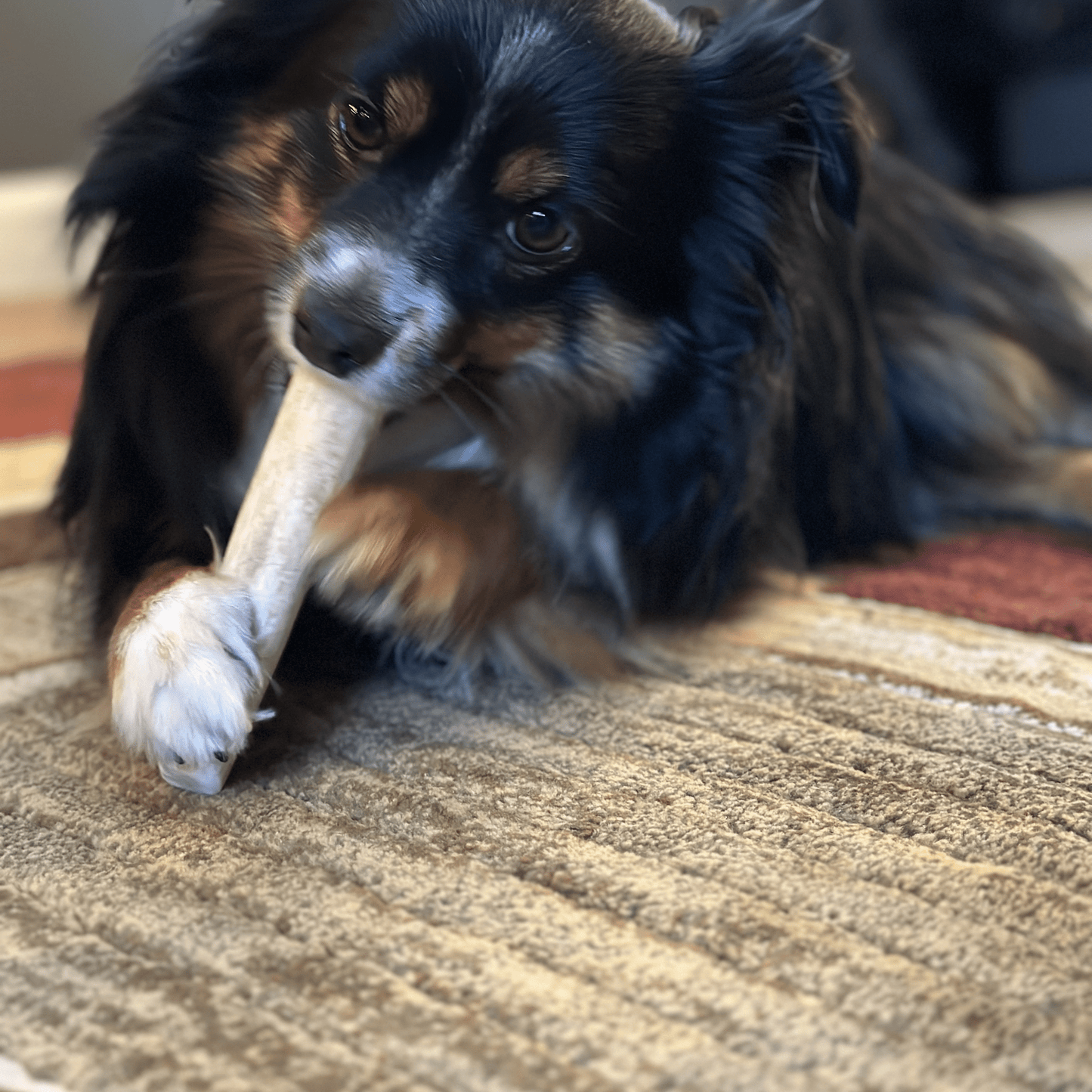 Elk Antlers for Dogs | All-Natural Antler Dog Chews