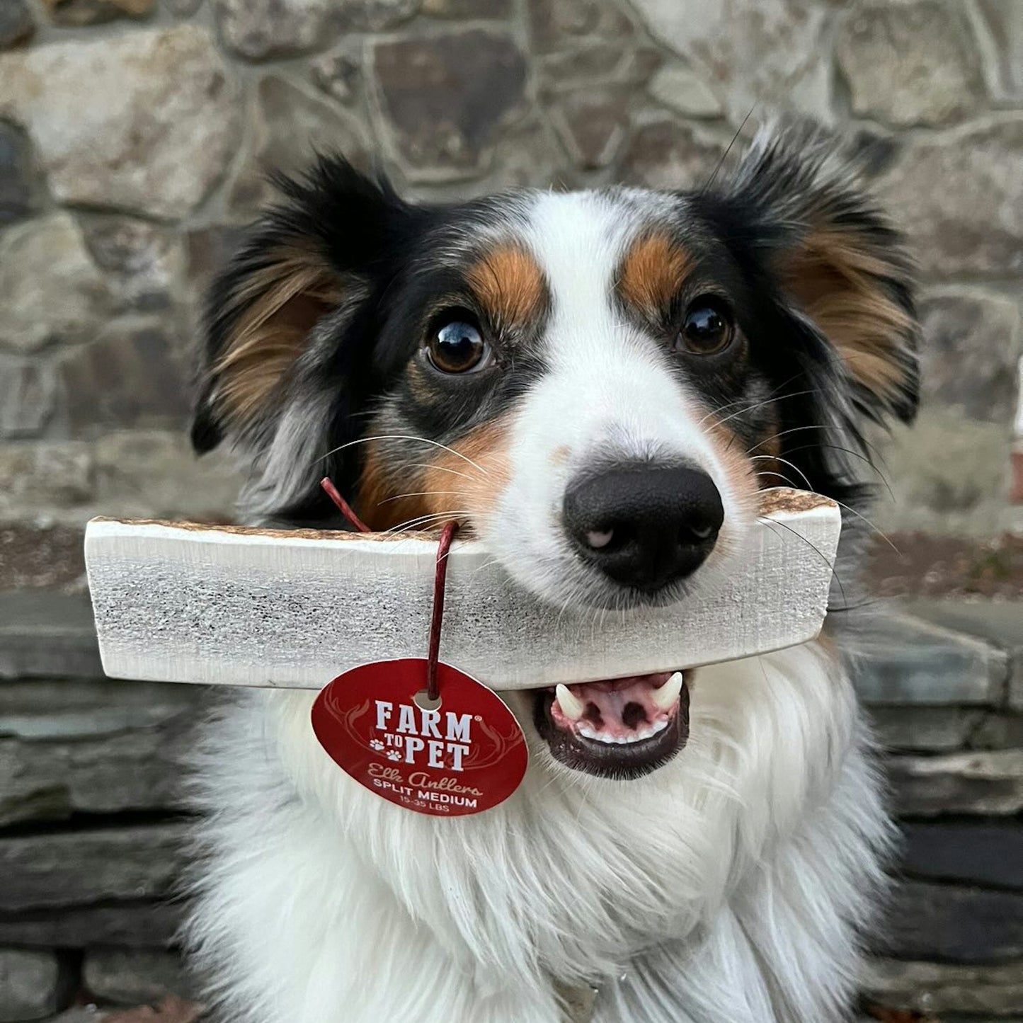 Elk Antlers for Dogs | All-Natural Antler Dog Chews