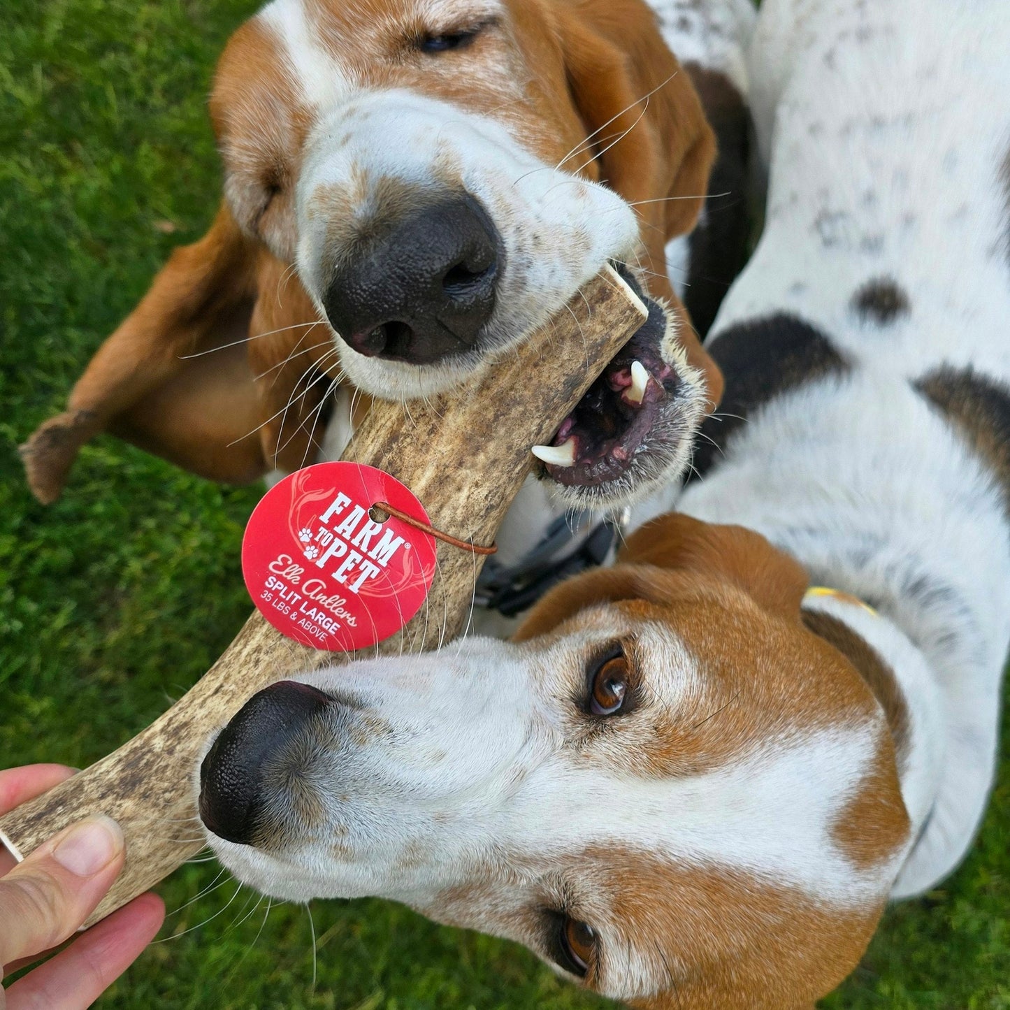 Elk Antlers for Dogs | All-Natural Antler Dog Chews