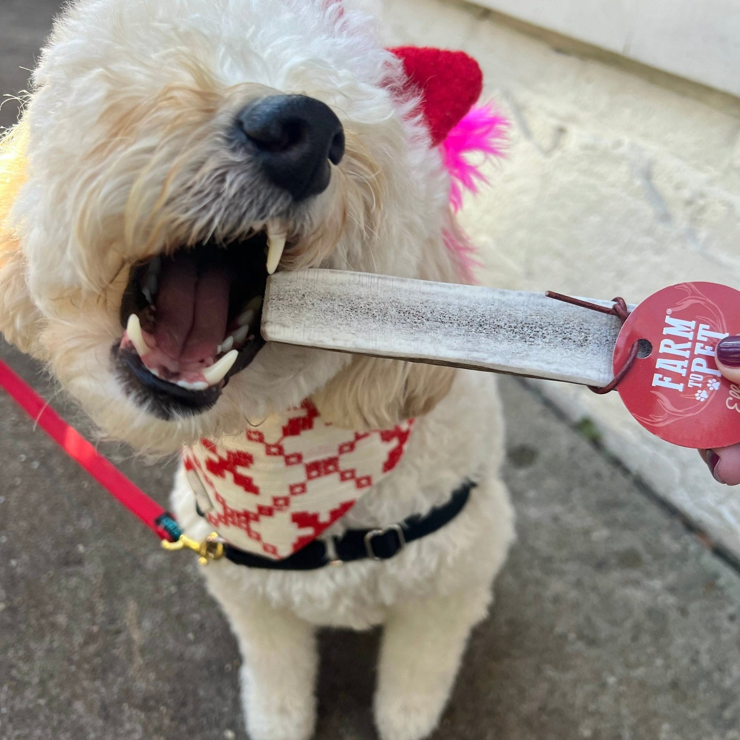 Elk Antlers for Dogs | All-Natural Antler Dog Chews