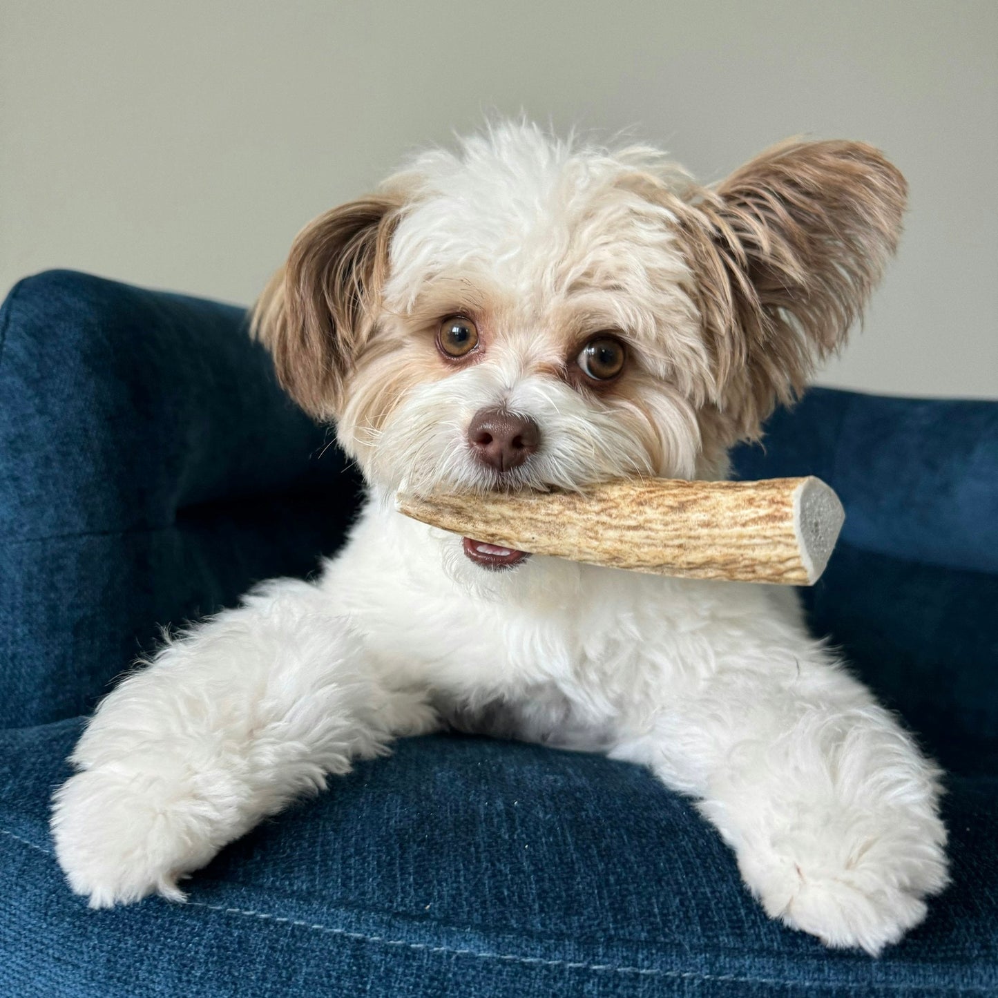 Elk Antlers for Dogs | All-Natural Antler Dog Chews