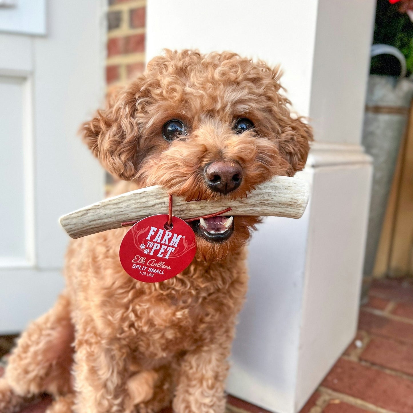 Elk Antlers for Dogs | All-Natural Antler Dog Chews