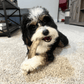 Elk Antlers for Dogs | All-Natural Antler Dog Chews