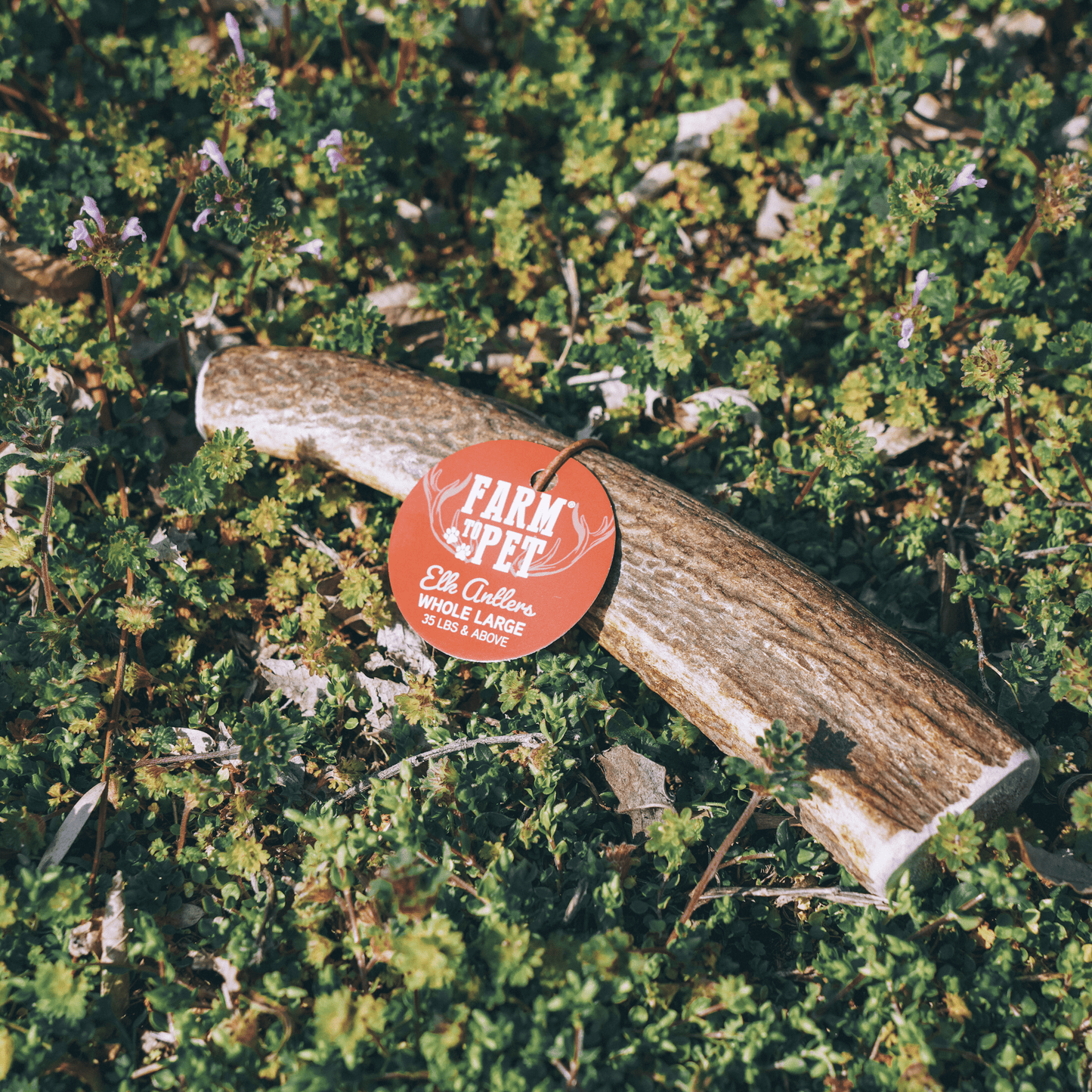 Elk Antlers for Dogs | All-Natural Antler Dog Chews