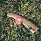 Elk Antlers for Dogs | All-Natural Antler Dog Chews