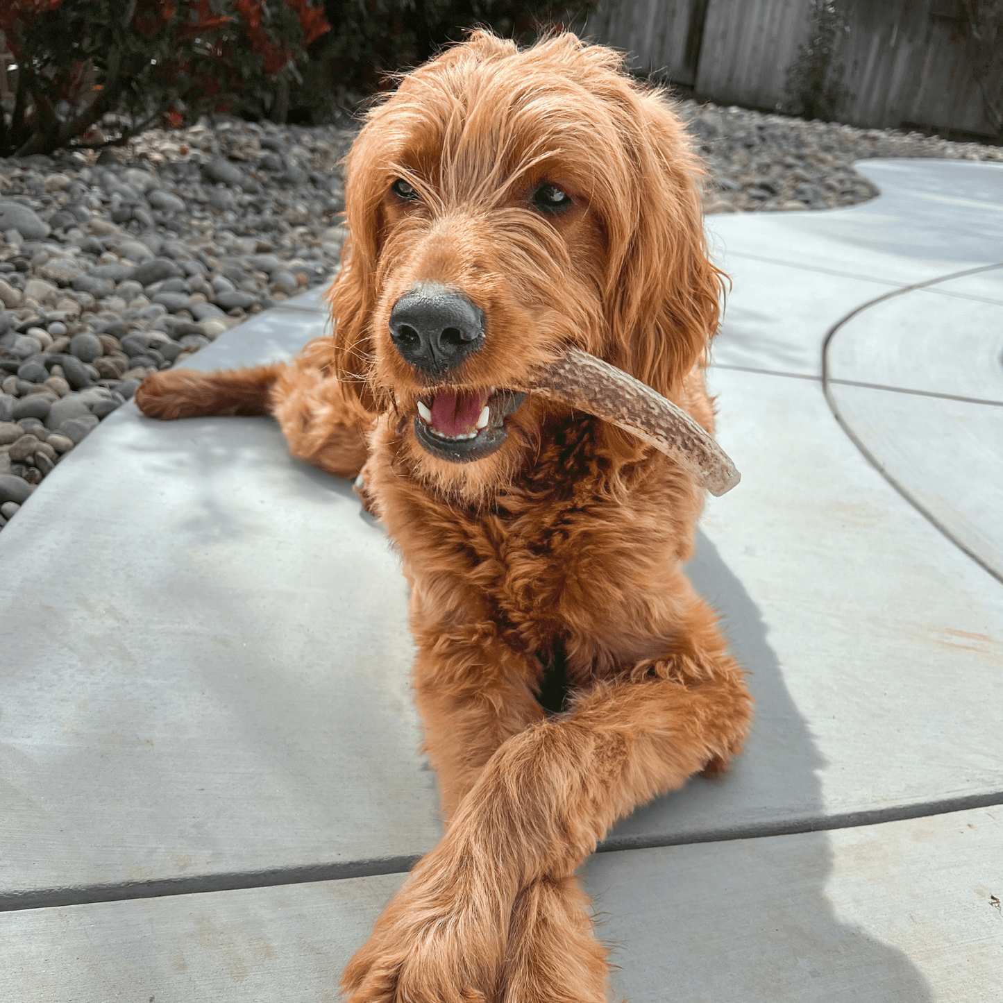 Elk Antlers for Dogs | All-Natural Antler Dog Chews
