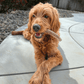 Elk Antlers for Dogs | All-Natural Antler Dog Chews